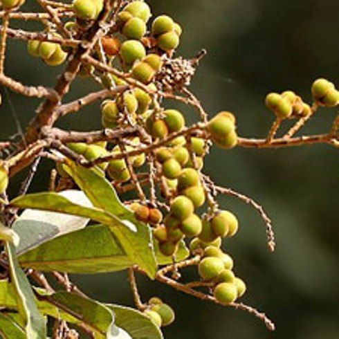Botanical Extracts - Soapnut
